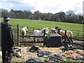 Ponies near Gayton Wood