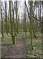 Path through woodland, Fixby