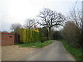 Trees, Anchor Lane near Abbess Roding