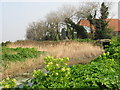 Part of the Wantsum walk at Chambers Wall