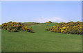 Gorse and pasture