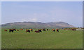 Cattle at Loaningfoot