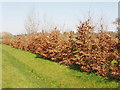 Beech hedge, Horton cum Studley