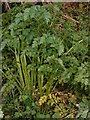 Hemlock Water-dropwort, Winfrith Newburgh