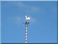 Birds on the maypole.