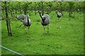 Rheas at Chilham - Badgers