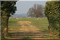 Sheep grazing in Great Tew Park