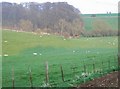 Sheep near Larkethill Wood