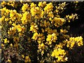 Gorse in Flower