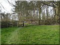 Cow Pasture Wood near Louth