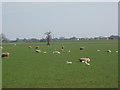 Sheep and Lambs, Woolas Grange Farm