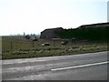 Horses at Grange Farm