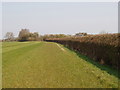 Trimmed hawthorn hedge, Oddington