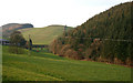 Conifer plantation north west of Cefn Canol