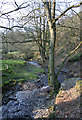 Cynllaith stream in woodland