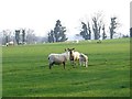 Ewes and lambs at Rodmersham