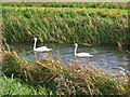 TA0956 : Swans On Kelk Beck by Stephen Horncastle