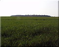 Lush green fields and lower plantation