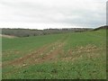 Towards Furzehill Wood