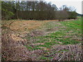 Reed bed at the brookside