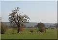SO4891 : Old oak, Ticklerton by Richard Webb