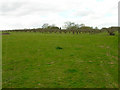 Orchard near Stemps Wood