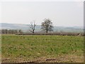 Arrow flood plain