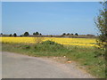 Field of oilseed rape