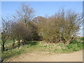 Continuation of the bridleway through Stopsley Holes Farm