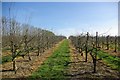 TQ8332 : Orchard near Greenlane Farm by Robin Webster