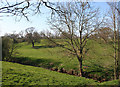 Sheep pasture by a tributary of the Weaver