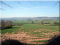 Farming Field in Backwell