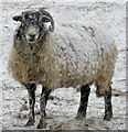 Hill sheep at Brow Farm, Dufton