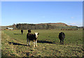 NT9833 : Livestock field by Walter Baxter