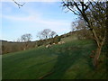 Hillside grazing