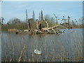 Small island & a dead tree