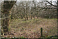 East Anstey: woodland near Whiteford Cross