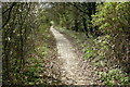 Bridle Track from Upper Haugh.