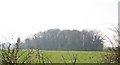 Small woods near Thorneypits