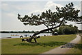 Unusual shaped tree in Poole Park.