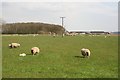 Foxhall Farm sheep