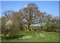 Trees near Beech House Farm