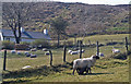 Lambing time near Slieve Croob