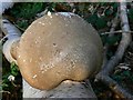 Polypore fungus, Doles Wood, Hants (1)