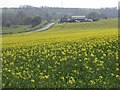 Oil-seed rape, West Chisenbury