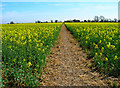 Footpath to Ivychurch