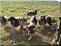 Sheep at Black Ladies Priory