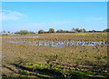 Flooded Cabbage Field