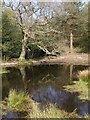 SY7392 : Rushy Pond, Black Heath by Jim Champion