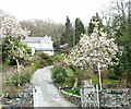 Flowering Magnolias at Eryri Wen